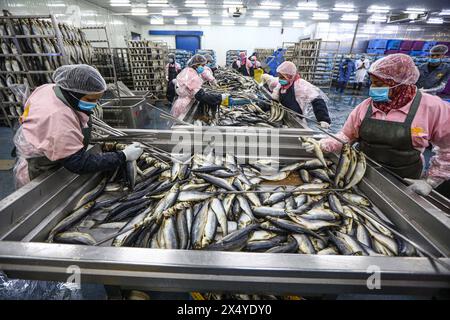 Port Saïd, Égypte. 5 mai 2024. Des ouvriers préparent du poisson à fumer dans une usine de Port-Saïd, Egypte, le 5 mai 2024. Le poisson fumé est l’un des repas de base des Égyptiens lors du Sham el-Nessim, une fête traditionnelle égyptienne marquant le début du printemps, qui est célébrée le 6 mai de cette année. Crédit : Ahmed Gomaa/Xinhua/Alamy Live News Banque D'Images