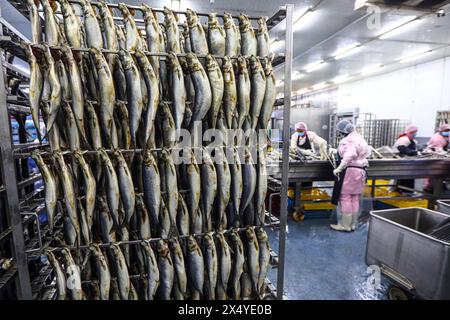 Port Saïd, Égypte. 5 mai 2024. Le poisson transformé est vu avant d’être fumé dans une usine de Port-Saïd, Egypte, le 5 mai 2024. Le poisson fumé est l’un des repas de base des Égyptiens lors du Sham el-Nessim, une fête traditionnelle égyptienne marquant le début du printemps, qui est célébrée le 6 mai de cette année. Crédit : Ahmed Gomaa/Xinhua/Alamy Live News Banque D'Images