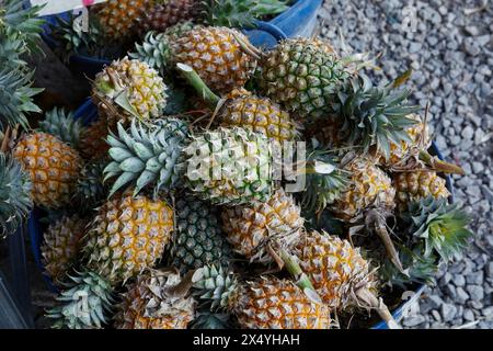 Tas d'ananas mûrs à vendre au marché étal Banque D'Images