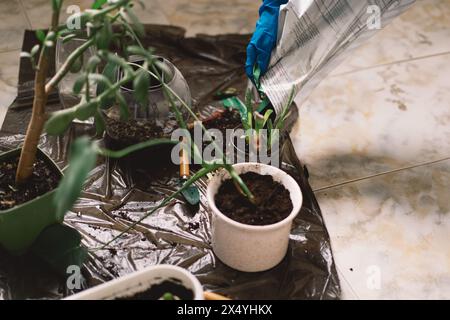 Une personne transplante soigneusement une plante d'intérieur dans un nouveau pot. Banque D'Images