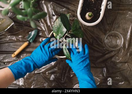 Une personne transplante soigneusement une plante d'intérieur dans un nouveau pot. Banque D'Images