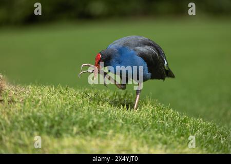 Pukeko cueillant de la nourriture dans le parc Banque D'Images