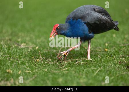 Pukeko cueillant de la nourriture dans le parc Banque D'Images