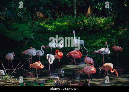 Un grand troupeau de grands flamants roses (Phoenicopterus roseus) dans le zoo de Negara, Malaisie. Profiter de l'été dans l'étang et manger de la nourriture de la boue. Banque D'Images