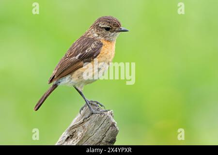 Une femelle africaine de pierre (Saxicola torquatus) perchée sur une branche, Afrique du Sud Banque D'Images