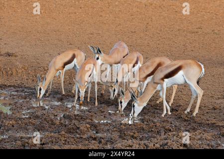 Antilopes Springbok (Antidorcas marsupialis) buvant dans un point d'eau, parc national de Mokala, Afrique du Sud Banque D'Images