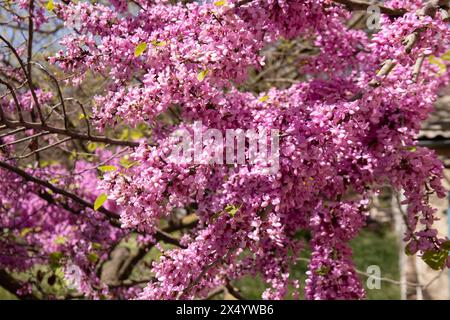 Beaucoup de fleurs violettes sur l'arbre. Bakou. Azerbaïdjan. Banque D'Images