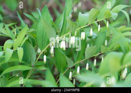 Polygonatum odoratum, phoque de Salomon fleurs de forêt blanche en gros plan sélectif Banque D'Images