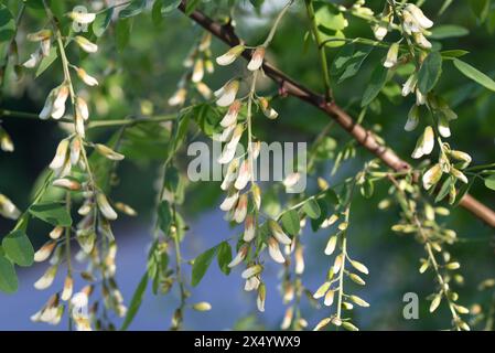 Robinia pseudoacacia fleurs blanches et bourgeons en gros plan sélectif Banque D'Images