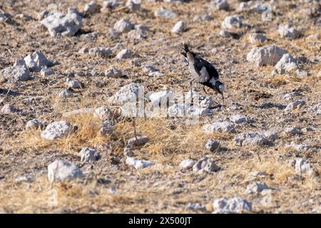 Photo au téléobjectif d'un forgeron lapwing -Vanellus armatus- dans le parc national d'Etosha, Namibie Banque D'Images