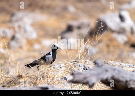 Photo au téléobjectif d'un forgeron lapwing -Vanellus armatus- dans le parc national d'Etosha, Namibie Banque D'Images