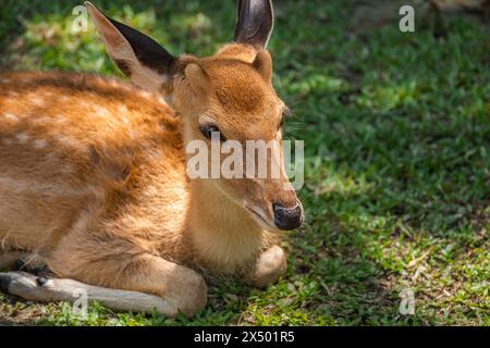 Indien repéré cher assis sur l'herbe relaxant. Cerf chital ou cheetal axe de l'axe également connu sous le nom de cerf tacheté ou cerf de l'axe. Banque D'Images