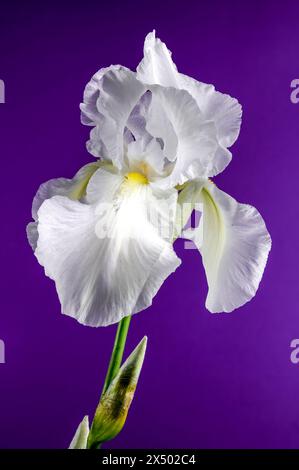 Belle immortalité de l'iris blanc fleuri sur un fond violet. Gros plan de la tête de fleur. Banque D'Images