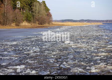 paysage en hiver avec la glace fondante dans l'eau sur un fond d'arbres verts et de roseaux bruns Banque D'Images