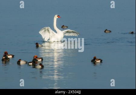 Cygne muet sniffant et canards plongeurs, lac Neuchâtel, Suisse Banque D'Images