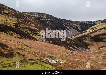 Hownam, Kelso, Scottish Borders, Scotland, UK. 16 février 2023. Culture de colline dans les Cheviot Hills. Banque D'Images