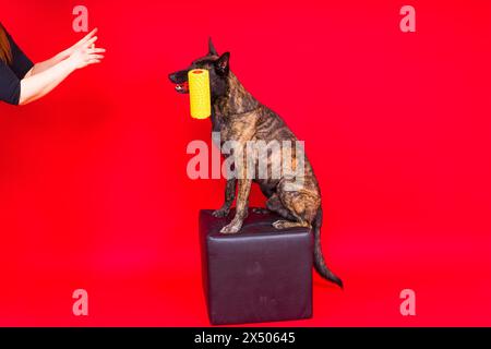 Un constructeur de chiens tient une brosse rotative. Fond jaune rouge. Isolé. Berger hollandais Banque D'Images