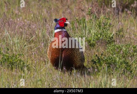 Un beau faisan mâle à cou annulaire (Phasianus colchicus) à Farmington Bay WMA, Farmington, comté de Davis, Utah, États-Unis. Banque D'Images