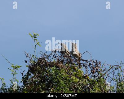 Paire de Cactus Wrens Banque D'Images
