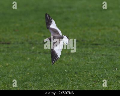 Mouette de sabine Banque D'Images