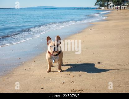 Un bouledogue avec les oreilles levées. Des gens méconnaissables marchant sur la plage. Banque D'Images