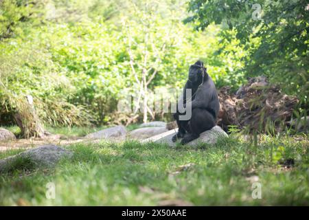 Berlin, Allemagne. 03 mai 2024. Tore le macaque à crête se trouve dans un enclos du zoo. Crédit : Sebastian Christoph Gollnow/dpa/Alamy Live News Banque D'Images