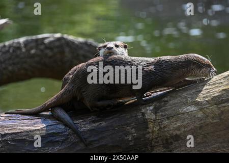 Berlin, Allemagne. 03 mai 2024. Deux loutres naines sont assises dans un enclos du zoo. Crédit : Sebastian Christoph Gollnow/dpa/Alamy Live News Banque D'Images