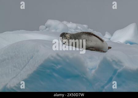 Léopard de phoque (Hydruga leptonyx), allongé sur la glace, île Pleneau, Antarctique. Banque D'Images