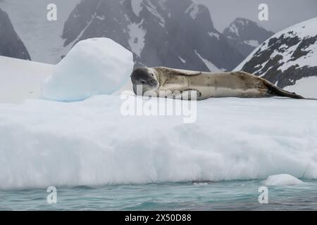 Léopard de phoque (Hydruga leptonyx), allongé sur la glace, île Pleneau, Antarctique. Banque D'Images