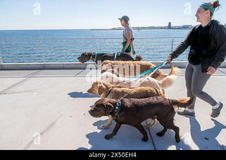 Deux femmes marchant groupe de chiens sur la jetée, Floride, États-Unis Banque D'Images