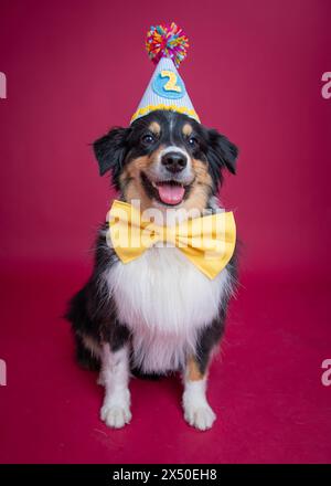 Portrait d'un berger australien tricolore noir heureux portant un chapeau de fête d'anniversaire et un noeud papillon Banque D'Images