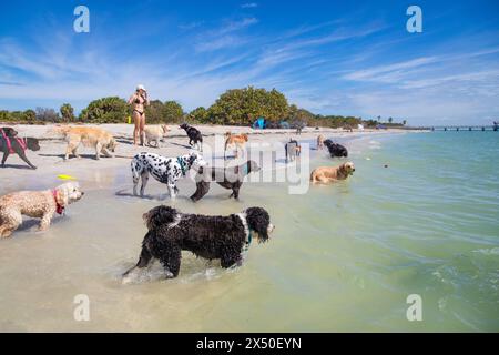 Femme en bikini debout sur une plage avec un grand groupe de chiens assortis, Floride, États-Unis Banque D'Images