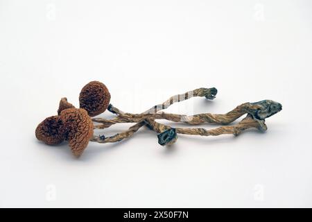 Les truffes à psilocybine et les champignons magiques seront-ils l’avenir pour traiter la dépression et l’anxiété ? Photo de champignons à psilocybine à côté de la médicine. Banque D'Images