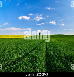 Un champ printanier de blé et de colza en fleurs ; à côté d'un arbre solitaire, contraste harmonieusement avec le ciel dans les nuances de nuages bleus et blancs Banque D'Images