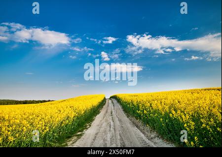 Route sablonneuse entre des champs de colza fleuris sous un ciel bleu avec des nuages blancs Banque D'Images