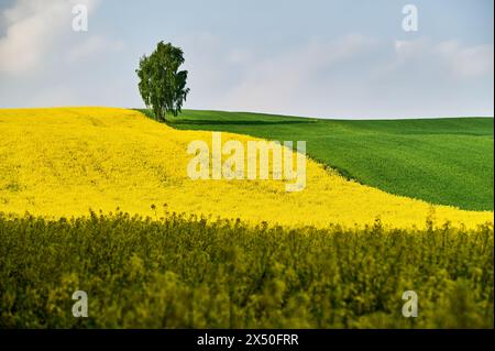 Entre les champs de colza et de blé, un bouleau solitaire pousse sur une colline sous un ciel bleu Banque D'Images