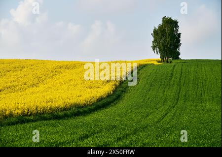 Un bouleau pousse entre le colza jaune et un champ de blé vert dans un paysage printanier Banque D'Images
