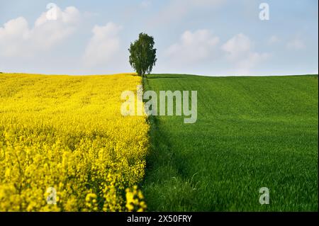 Un bouleau solitaire se dresse entre un champ de blé vert et un champ de colza jaune dans un paysage printanier Banque D'Images