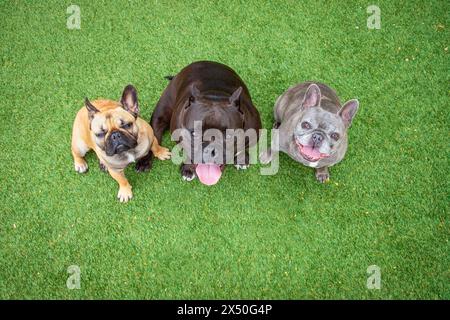 Bouledogue bleu, mélange de bouledogue et de fauve assis côte à côte sur une pelouse Banque D'Images