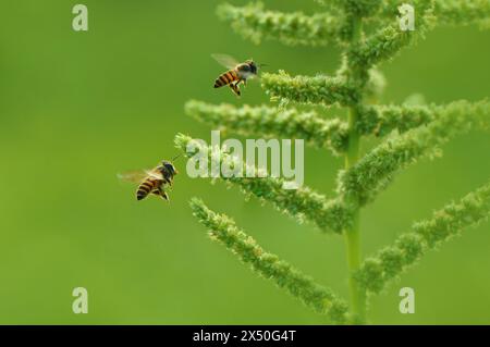 Gros plan de deux abeilles planant à côté d'une plante sur un fond vert, Indonésie Banque D'Images