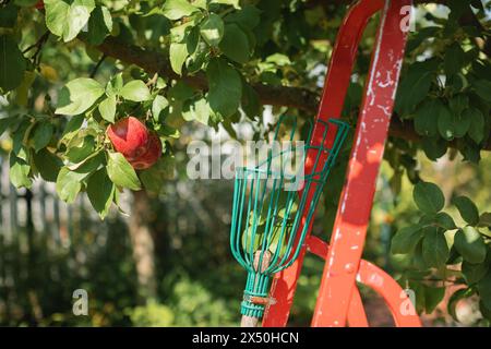 Gros plan d'un outil de cueillette de fruits appuyé contre une échelle dans un verger de pommiers, Biélorussie Banque D'Images