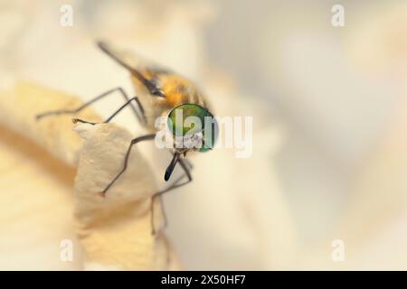 Gros plan d'une mouche de mars (Scaptia auriflua) qui se nourrit de fleurs sur un pétale de rose, Australie Banque D'Images