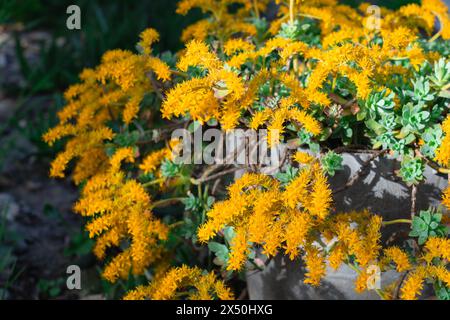 Plante succulente Sedum Palmeri floraison Banque D'Images