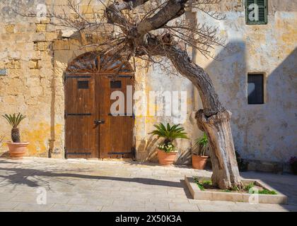 Un arbre noueux devant un vieux mur texturé avec une porte en bois rustique à Pjazza Mesquita (place Mesquita), Mdina, Malte. Banque D'Images