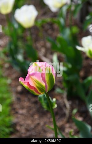 Tulipes roses aux bords frangés Banque D'Images