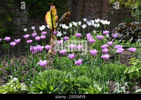 Lit tulipe violet et blanc Banque D'Images