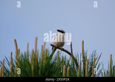 Une peste à dos noir assise sur une branche de pin au soleil du matin. Banque D'Images