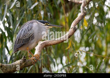 Héron strié - Boutorides striatus, beau, petit, timide héron des lacs africains et des eaux douces, Madagascar. Banque D'Images