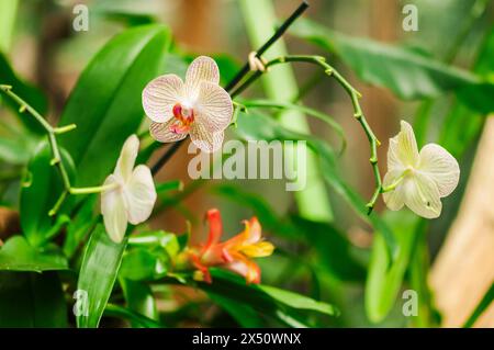Fleurs d'orchidée finement structurées sur une branche sur un fond vert naturel avec des branches et des brindilles. Banque D'Images
