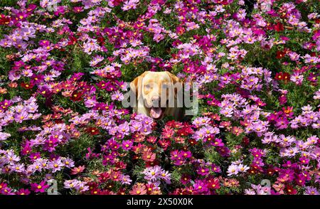 Heureux Labrador au milieu d'un vaste champ de fleurs Banque D'Images